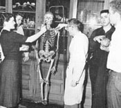 Biology students examine a teaching skeleton (1950's)