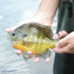 Sunfish