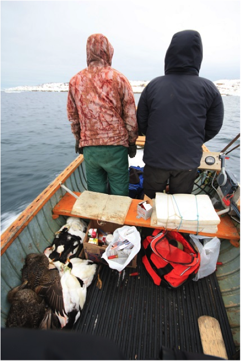 Hunters return to home with eider ducks after a day of spring hunting. Samples are taken from the birds to study parasites and contaminants, and then the Hunter and Trapper Association distributes the meat among the community. 