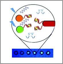 This figure shows how the fluorescence test for ochratoxin A works. The green and orange circles are the fluorescence producers, and the red rod is the fluorescence quencher. They are linked with the aptamer, that binds to ochratoxin. As shown on the paper below, when ochratoxin A is present in the sample, the spot on the paper glows under a UV light.
