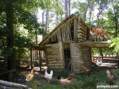Fox-guarding-the-hen-house-512bf2d4bec97