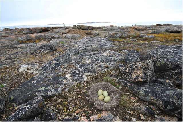 An eider nest is surveyed near Cape Dorset by a team of hunters and researchers from Environment Canada and Carleton University studying the effects of disease and predation on nesting birds.