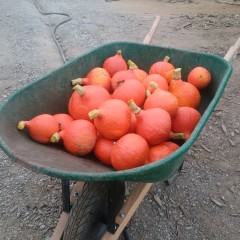 A green wheelbarrow full of orange gourds.