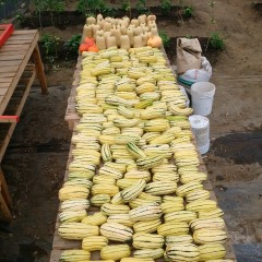 A large table of fresh squash from Emma's Acres.