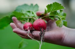 A hand holds freshly-picked radishes.