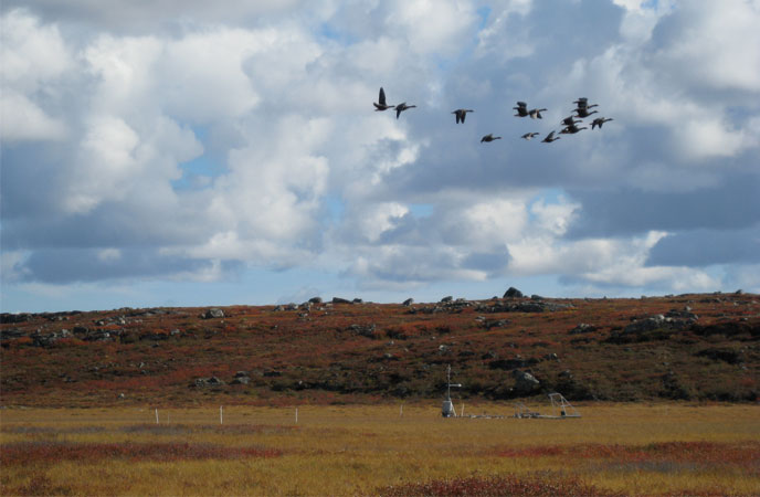 Professor Humphreys’ Arctic research site (with birds overhead) in Northwest Territories, Canada. Photograph by Mike Treberg