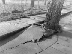 tree and cracked pavement