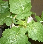 brassica hydroponic