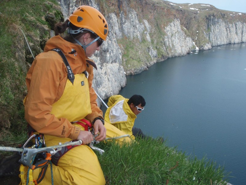 Christie Macdonald and Kerry Woo trap cliff nesting seabirds at Digges Island, Nunavik (J. Werner)