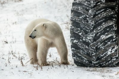 Polar Bear beside a huge tire