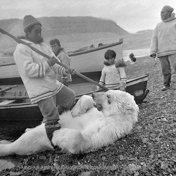 Black and white archival image of Inuit hunter over a polar bear
