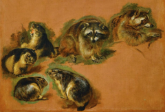 image from: Pieter Boel, Marmots and Raccoons