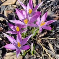 A photo of fuschia crocuses in bloom in Nancy's garden.