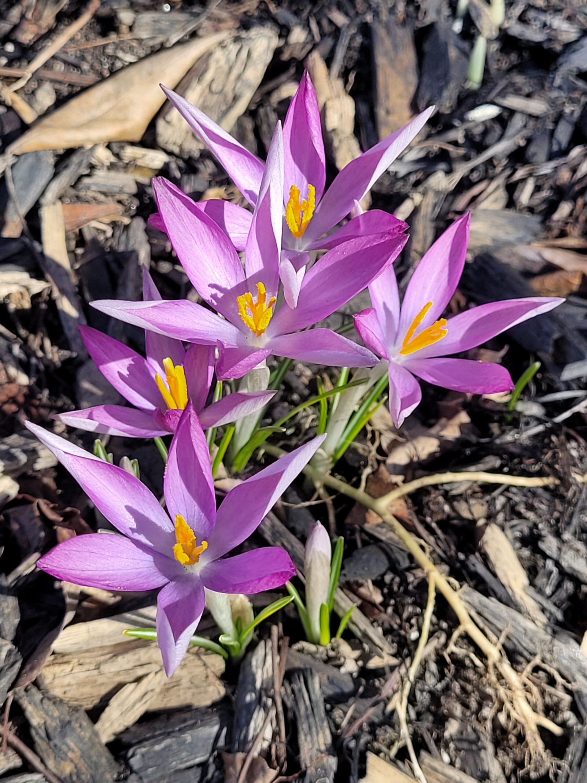 A photo of fuschia crocuses in bloom in Nancy's garden.