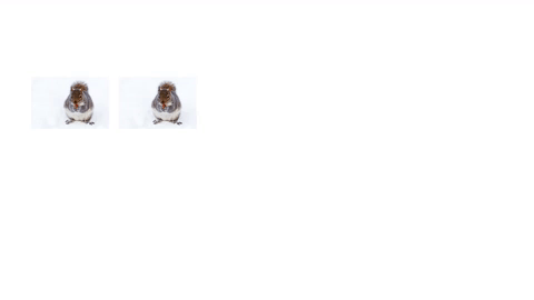 GIF of two squirrels in white background growing to 5 squirrels, then 10 squirrels, then 18 squirrels