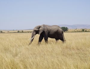 Single elephant in tall grass