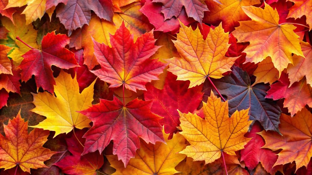 Colorful Autumn Leaves Close-Up.