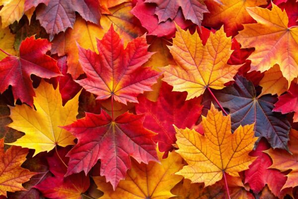 Colorful Autumn Leaves Close-Up.