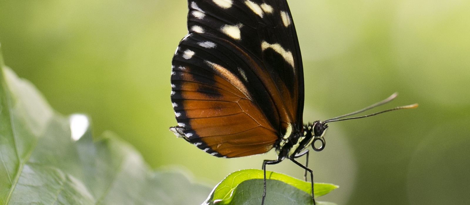 Twenty Years of Floating Beauties at Carleton Butterfly show