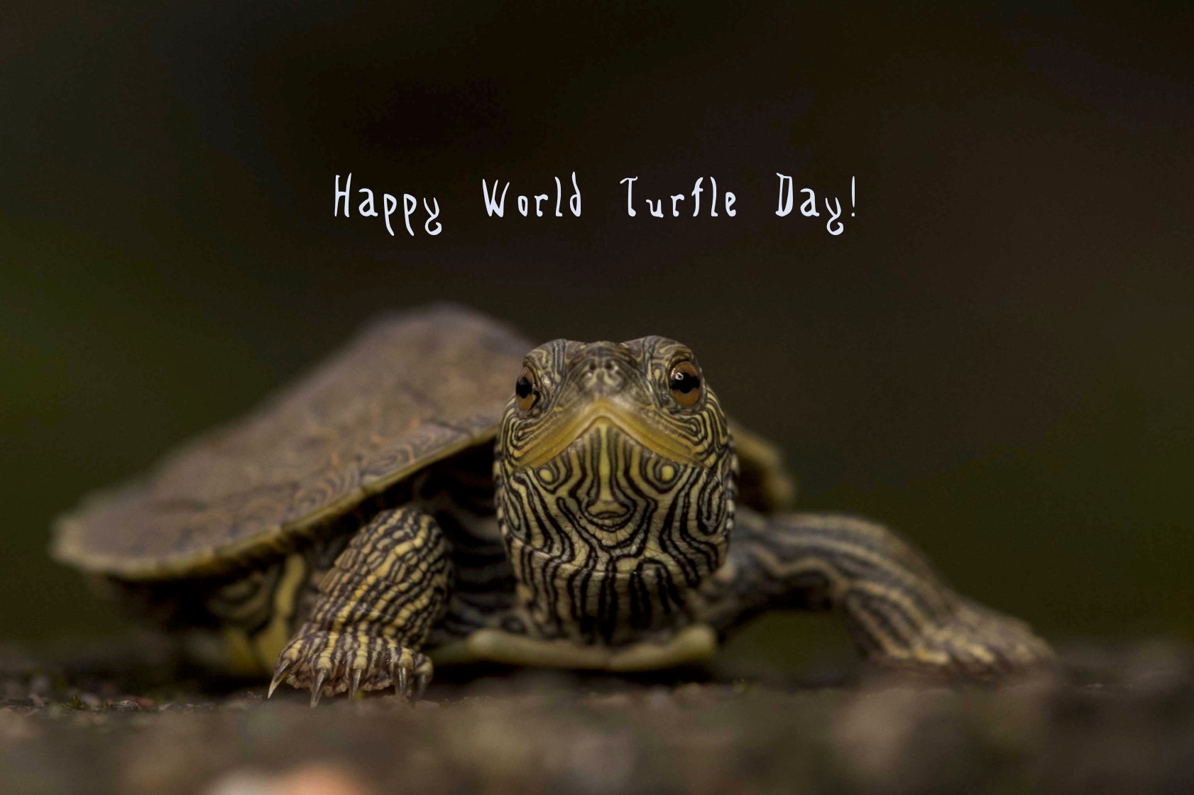 Happy World Turtle Day 2018 Department of Biology