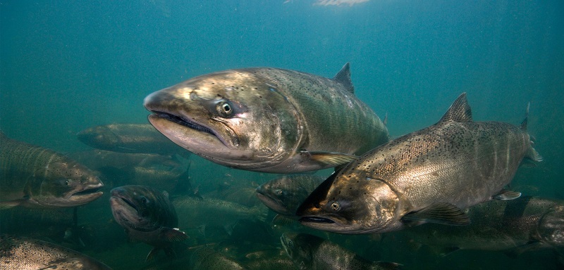 Scientists Are Running Out of Salmon to Study, Steven Cooke ...