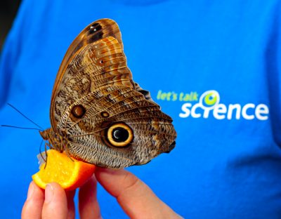 picture of a butterfly feeding from an orange slice