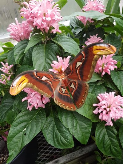 picture of an Atlas Moth