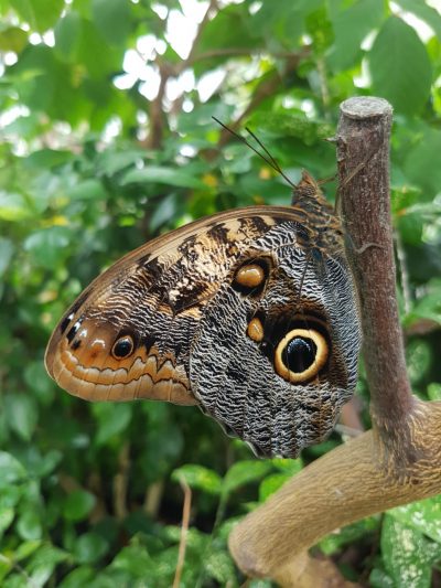 picture of a Giant Owl butterfly on a stick