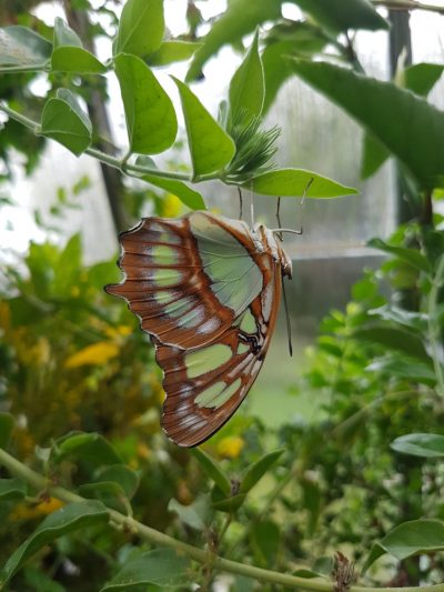 picture of a Malachite