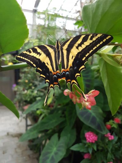 picture of a Three Tailed Swallowtail 