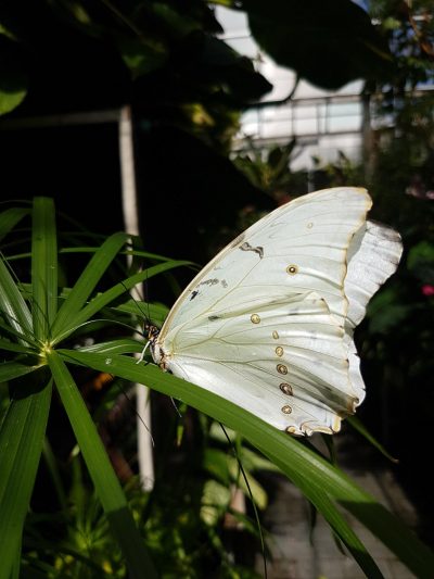 picture of a White Morpho 