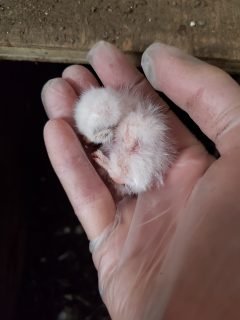 picture of Amy holding a baby burrowing owl in her hand.