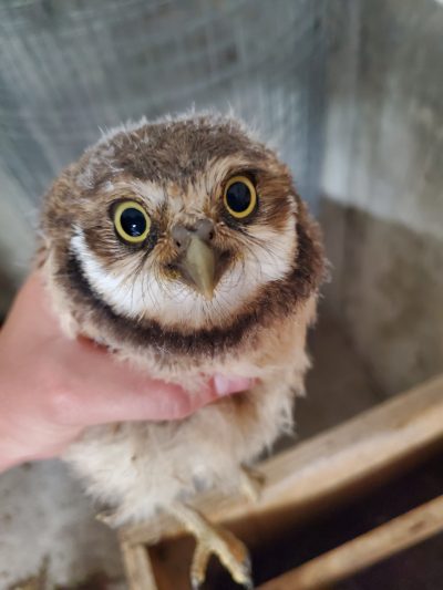 picture of a burrowing owl