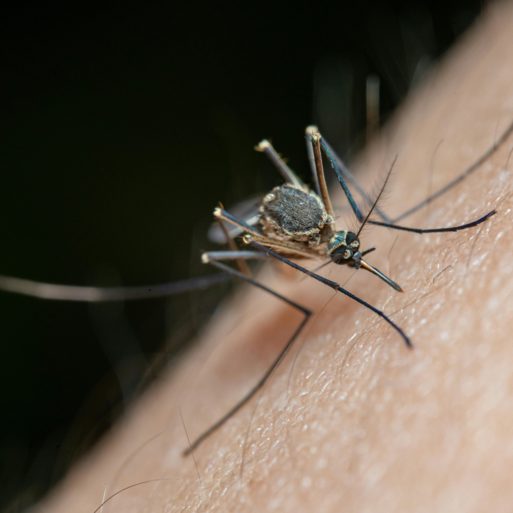 picture of mosquito on a human arm