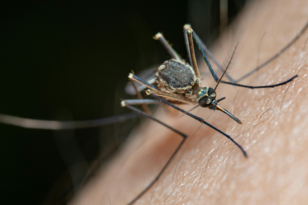 picture of mosquito on a human arm