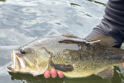 someone holding a bass fish near water