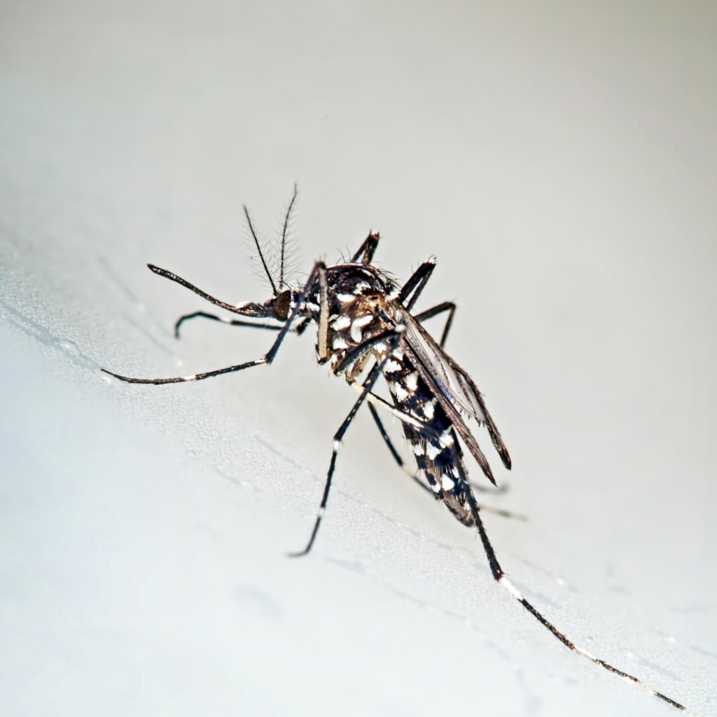 single mosquito