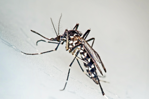 single mosquito