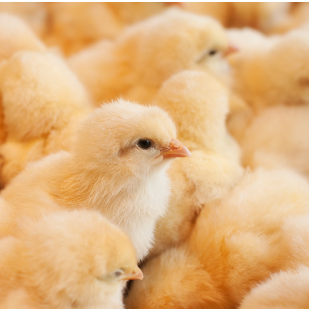 picture of yellow baby chicks
