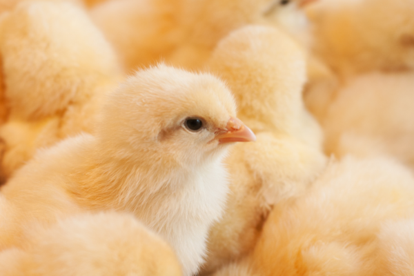 picture of yellow baby chicks