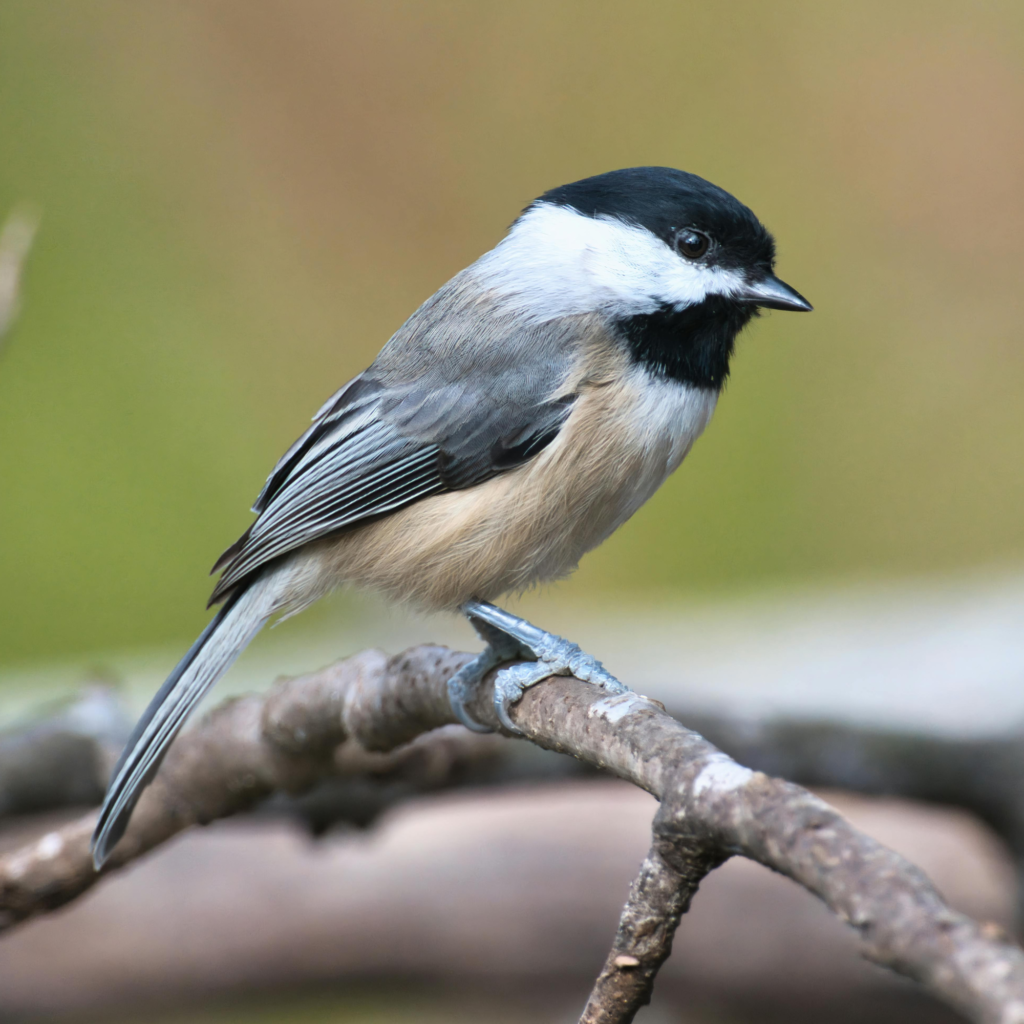picture of a Black-capped Chickadee on a branch