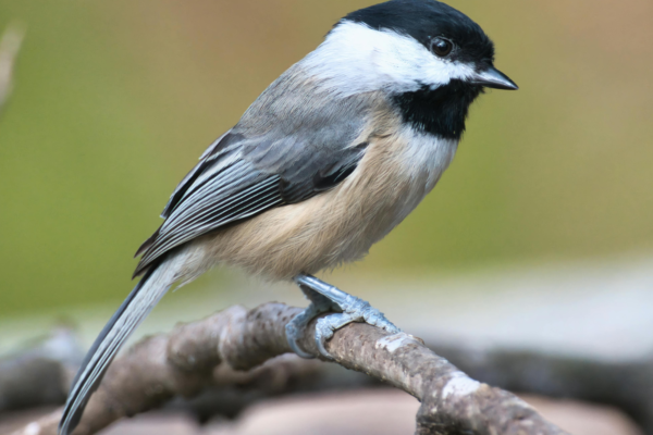 picture of a Black-capped Chickadee on a branch