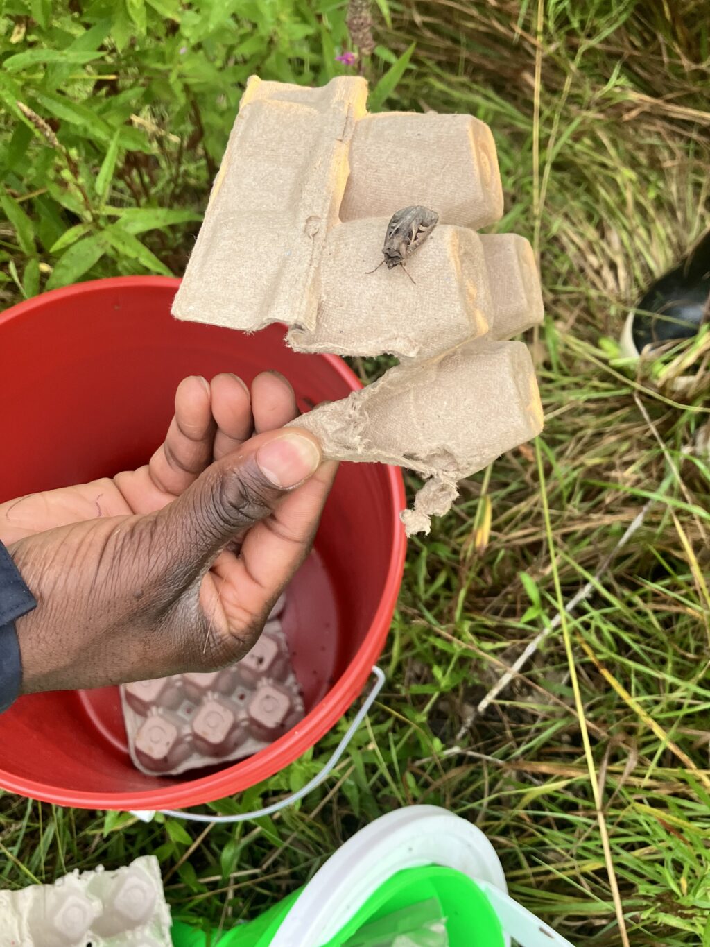 student researcher holding a egg carton with a moth on it
