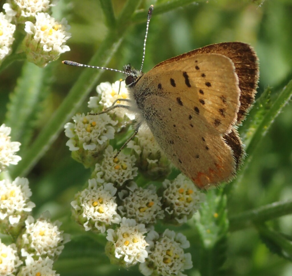 picture of butterfly on leaf