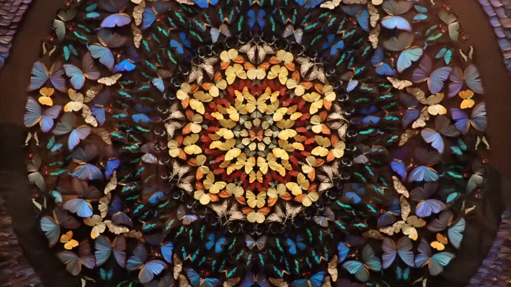 mosaic pattern of butterfly wings
