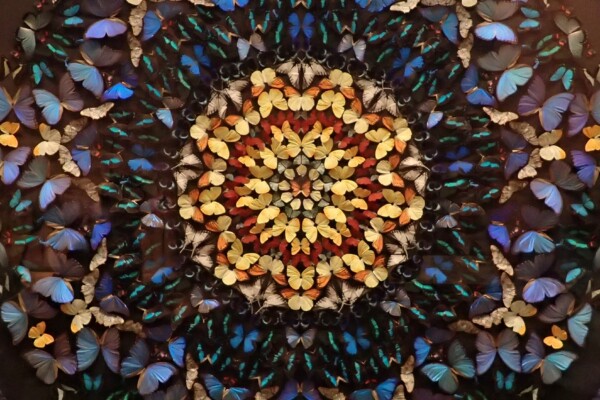 mosaic pattern of butterfly wings