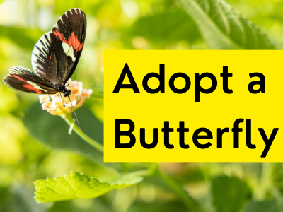image of a butterfly and the words 'Adopt a butterfly'