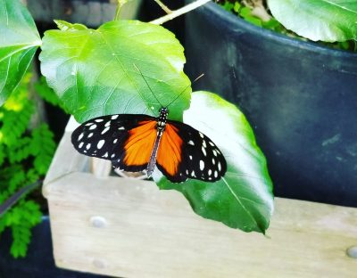 butterfly colours orange and black and white spots