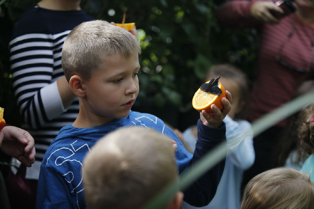 Boy feeding a butterfly from his hand.