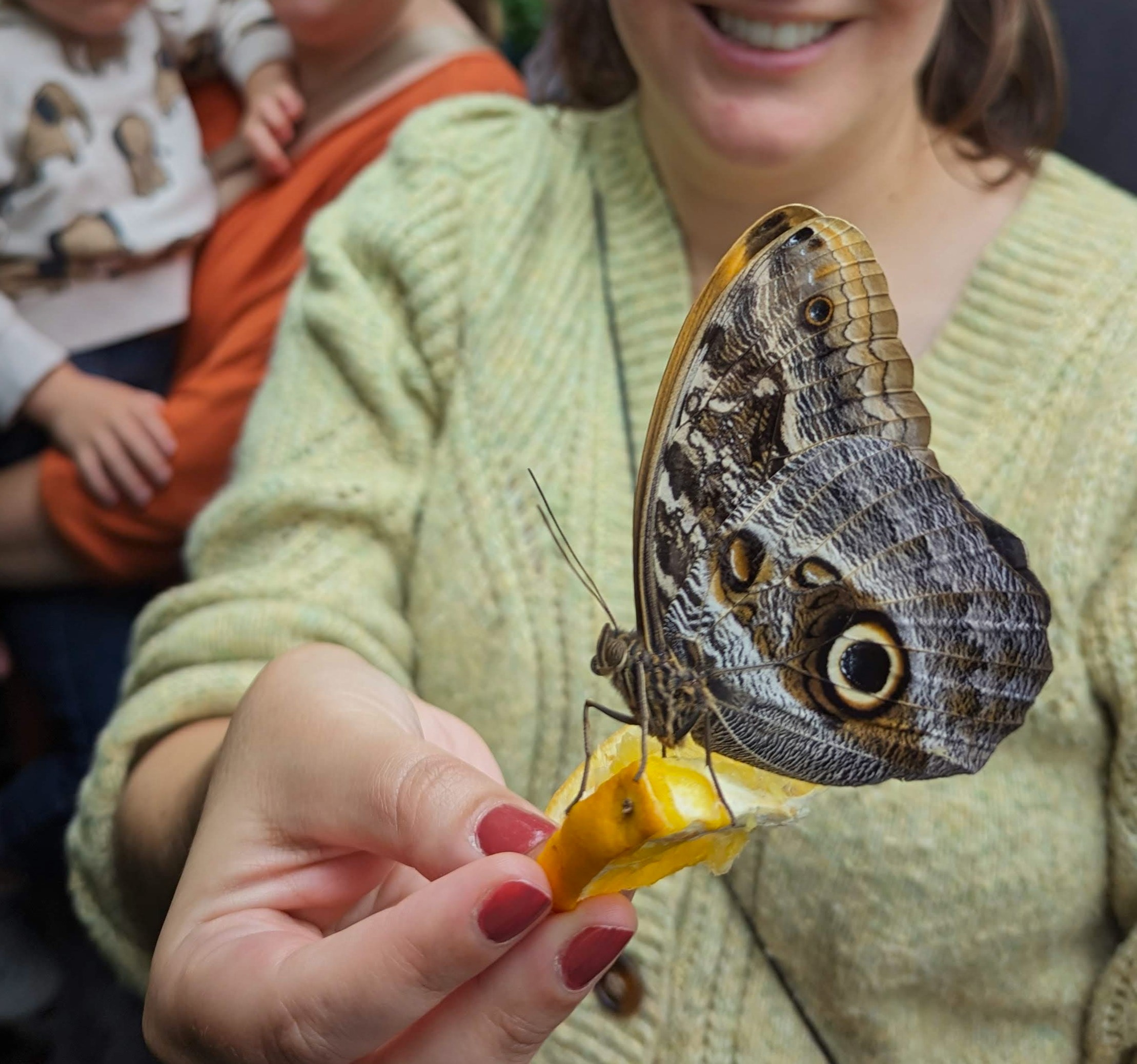 visitor feeding a butterfly